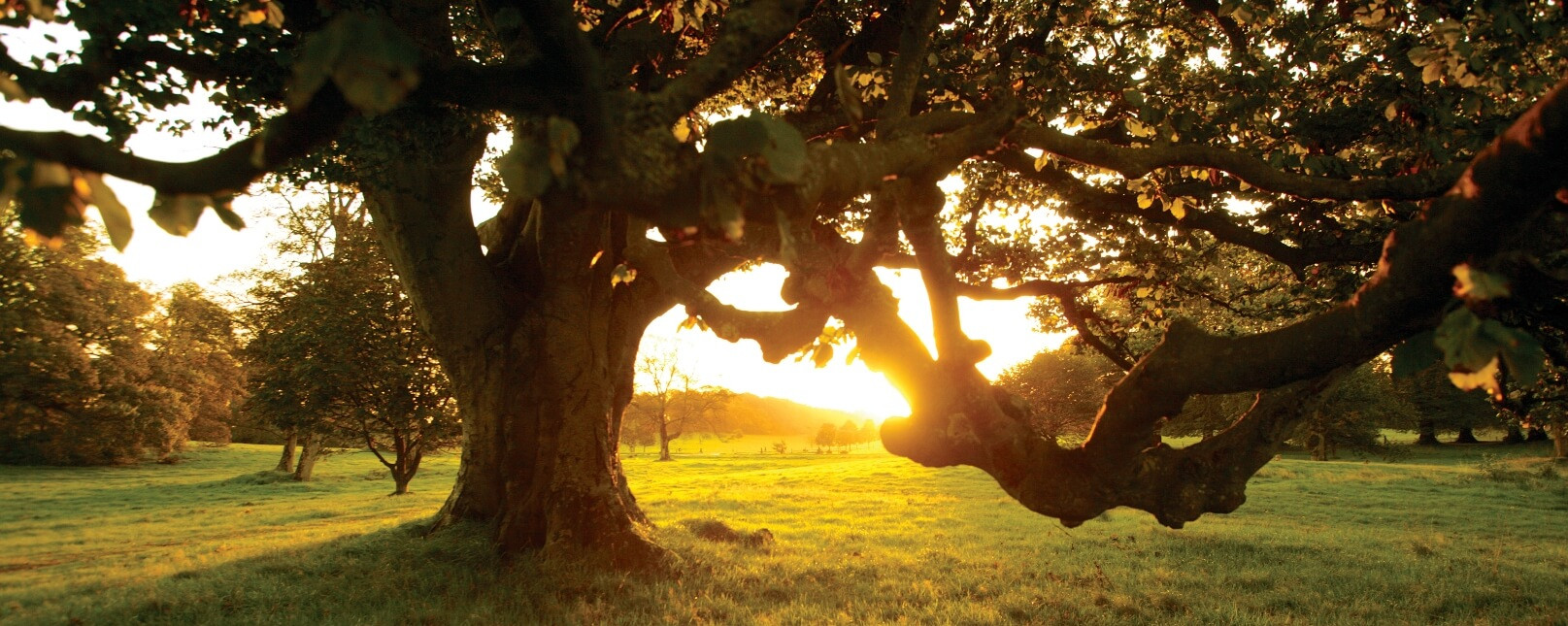 Castlewellan castle www.hillyardhouse.com