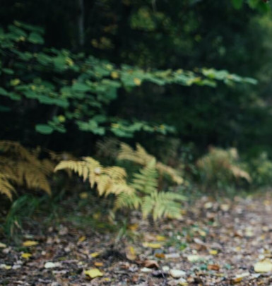 Hiking www.hillyardhouse.com