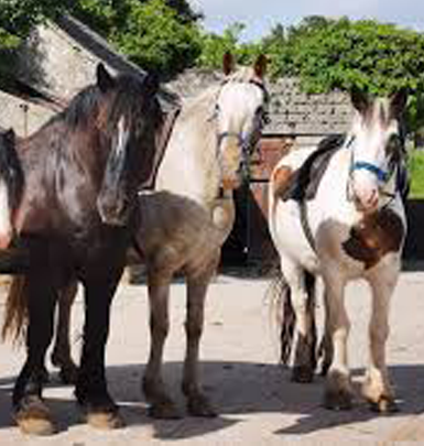 Images www.hillyardhouse.com